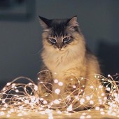 Вiдкрито збiр на новий сезон!Новорічні гірлянди!Приєднуйтесь до компанії❄❄❄